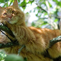 КОШАЧЬИ ПРИМЕТЫ