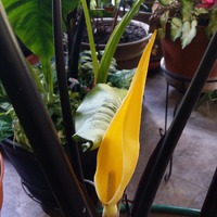 И зацвели мои лопухи желтыми каллами!