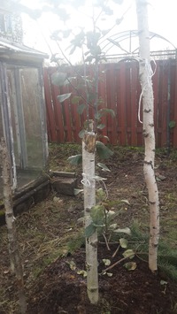 Все на совет. Проблема из рюкзачка