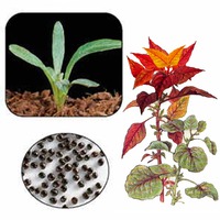 Выращивание Амарантов