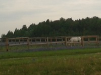 Таруса, лето 2015