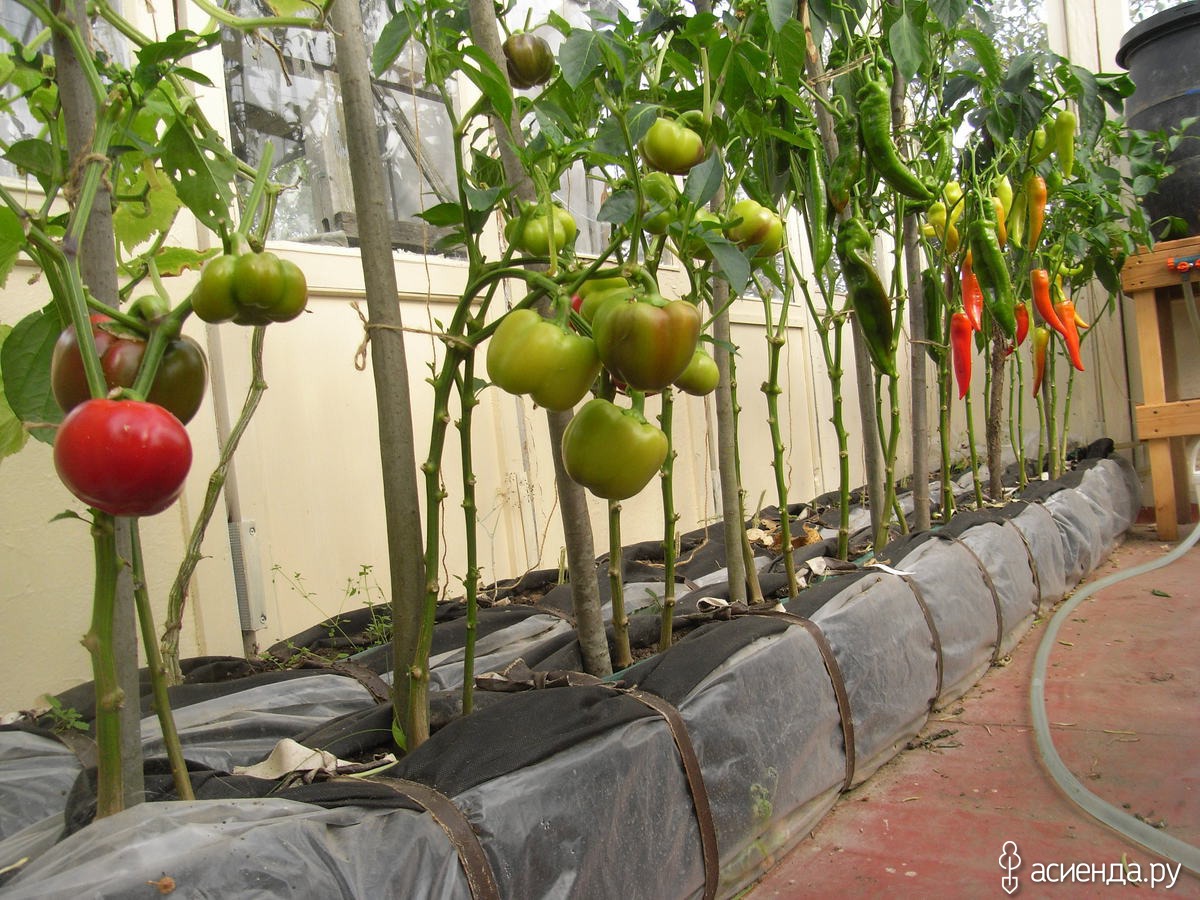 Садят ли перец с помидорами