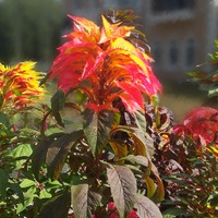   (Amaranthus)