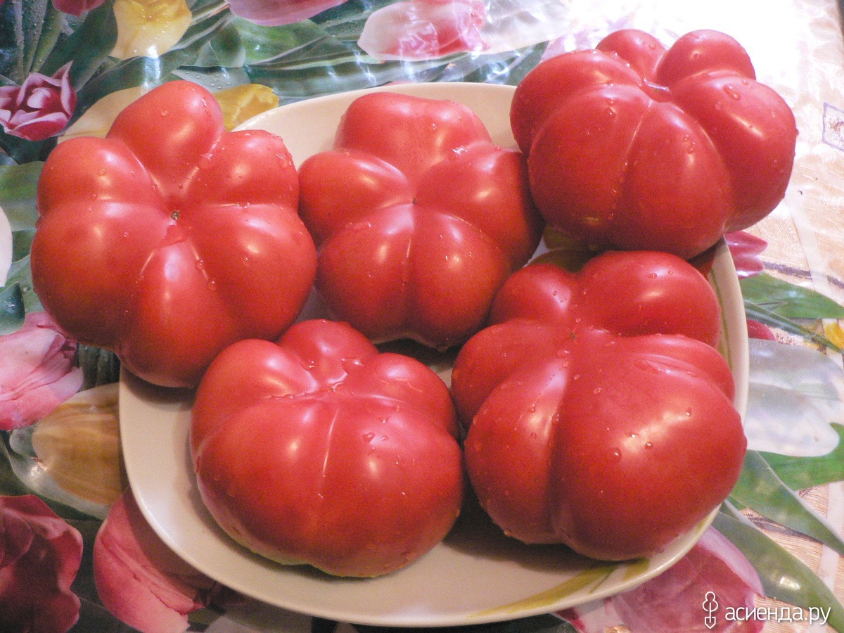 Томаты серебристая ель описание. Томат Лазурный гигант. Сорт томата Лазурный гигант. Помидоры Белогорка. Сорт каменный цветок томаты.