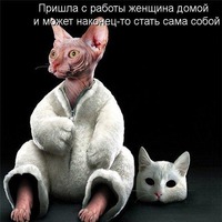 Котоматрица