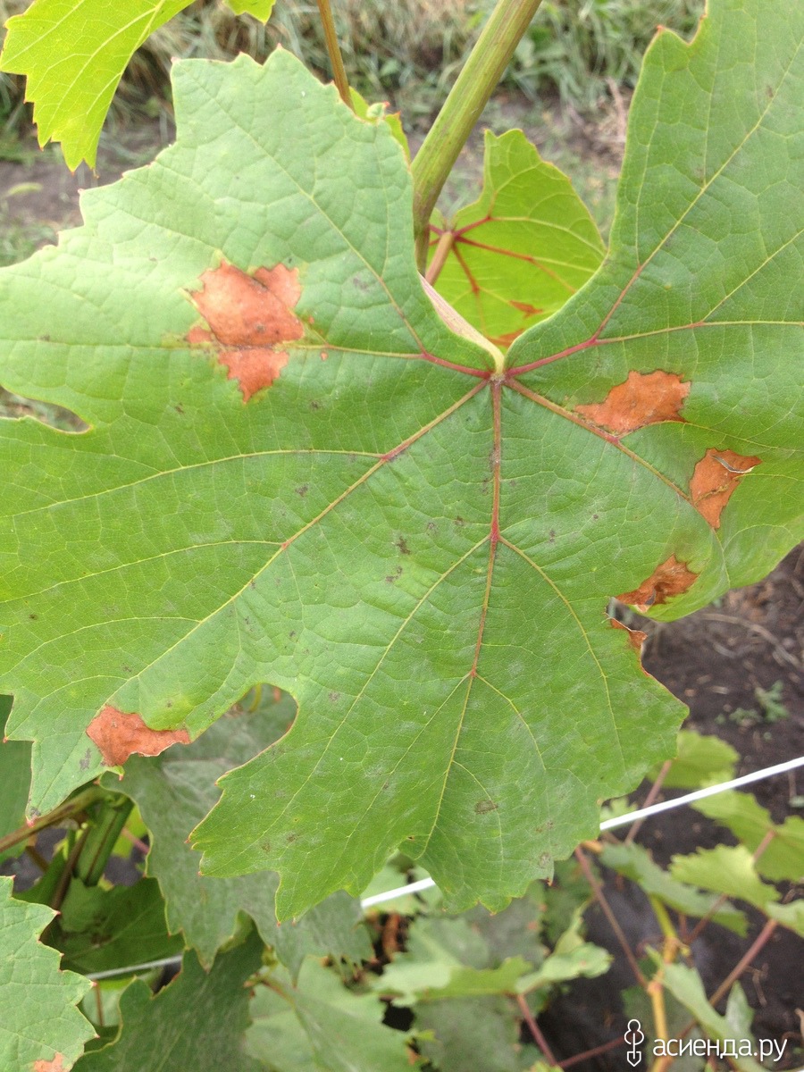 Какие болезни винограда. Винограда милдью антракноз. Альтернариоз милдью. Милдью (ложная мучнистая роса). Милдью листьев винограда.