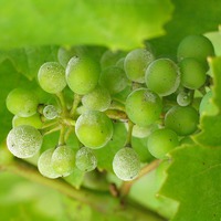 Белая гниль винограда
