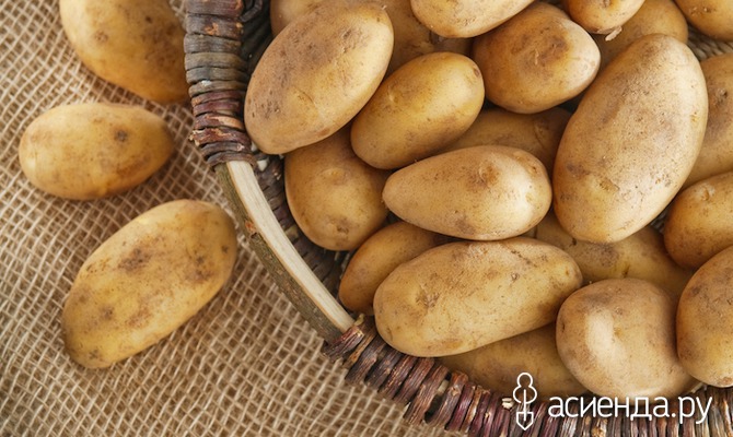 Как правильно хранить картофель. Часть 1