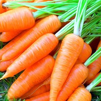 Как правильно хранить морковь. Часть 1