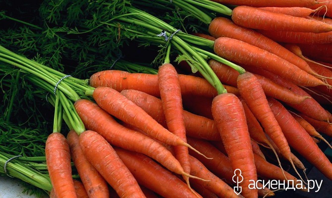 Как правильно хранить морковь. Часть 2