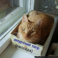 Удобрения для подкормки рассады.