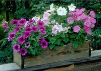 Не представляю участка без петуньки