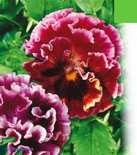 Мои любимые виолки