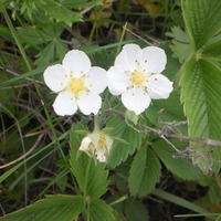 Хроники апреля. Рассада и любимки