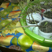 Картошка дождалась своего звездного часа.