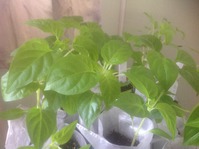 Моя перечная история