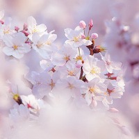 Завораживающая красота ханами