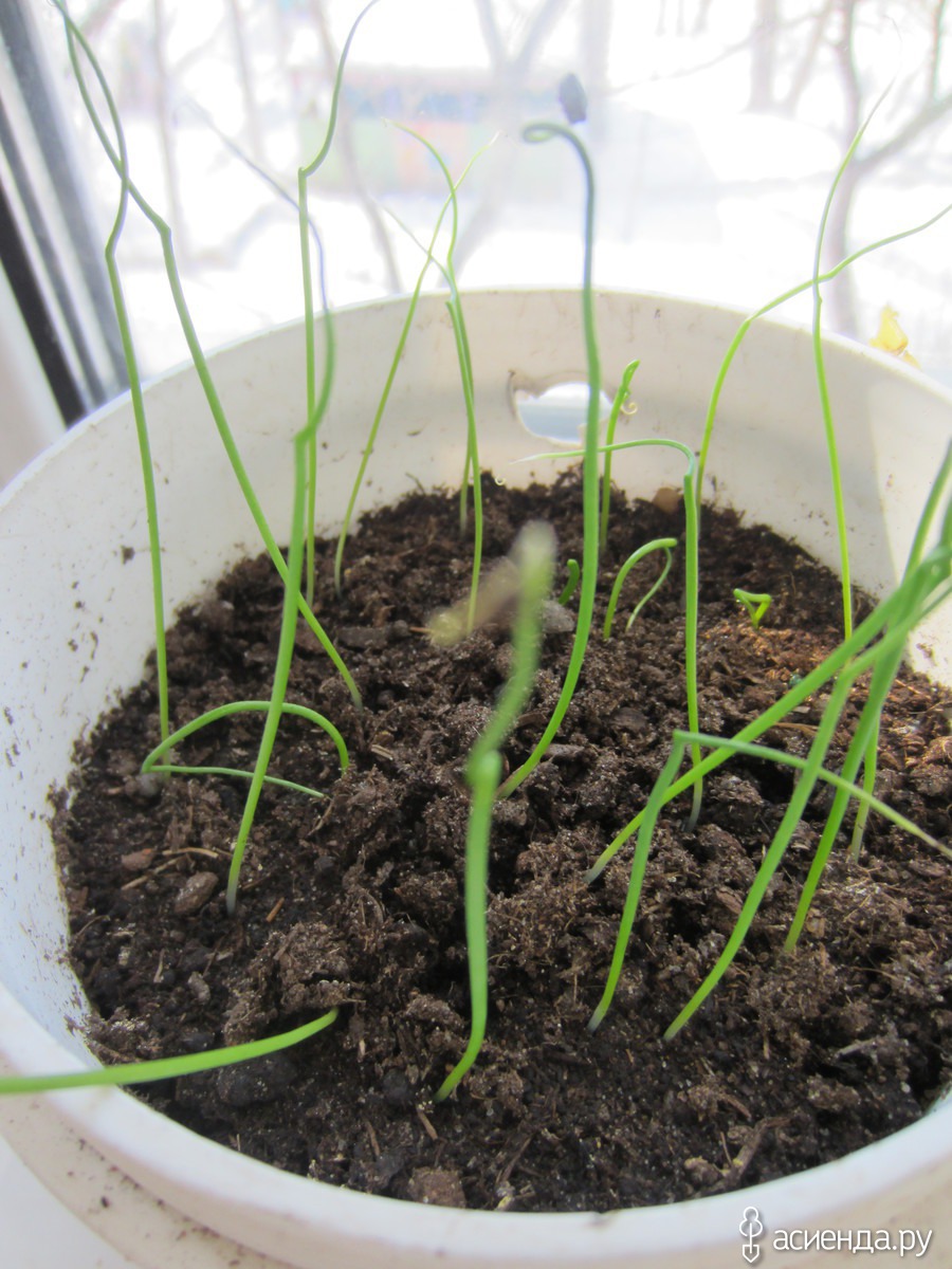 Лук эксибишен. Через сколько всходит лук эксибишен. Через сколько всходит лук эксибишен. Лук эксибишен семена. Через сколько всходит лук эксибишен.