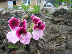 Королевская герань, черенки