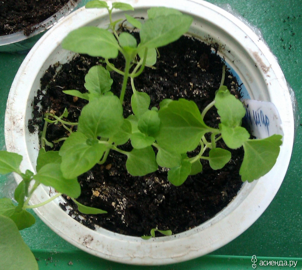 Посев агератума на рассаду в домашних условиях