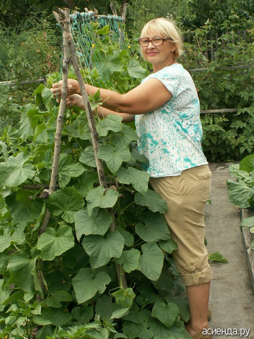 Сетки для огурцов как установить виды шпалерных и пластиковых сеток садовая сетка своими руками 32 фото