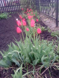 Весна! Тюльпаны.