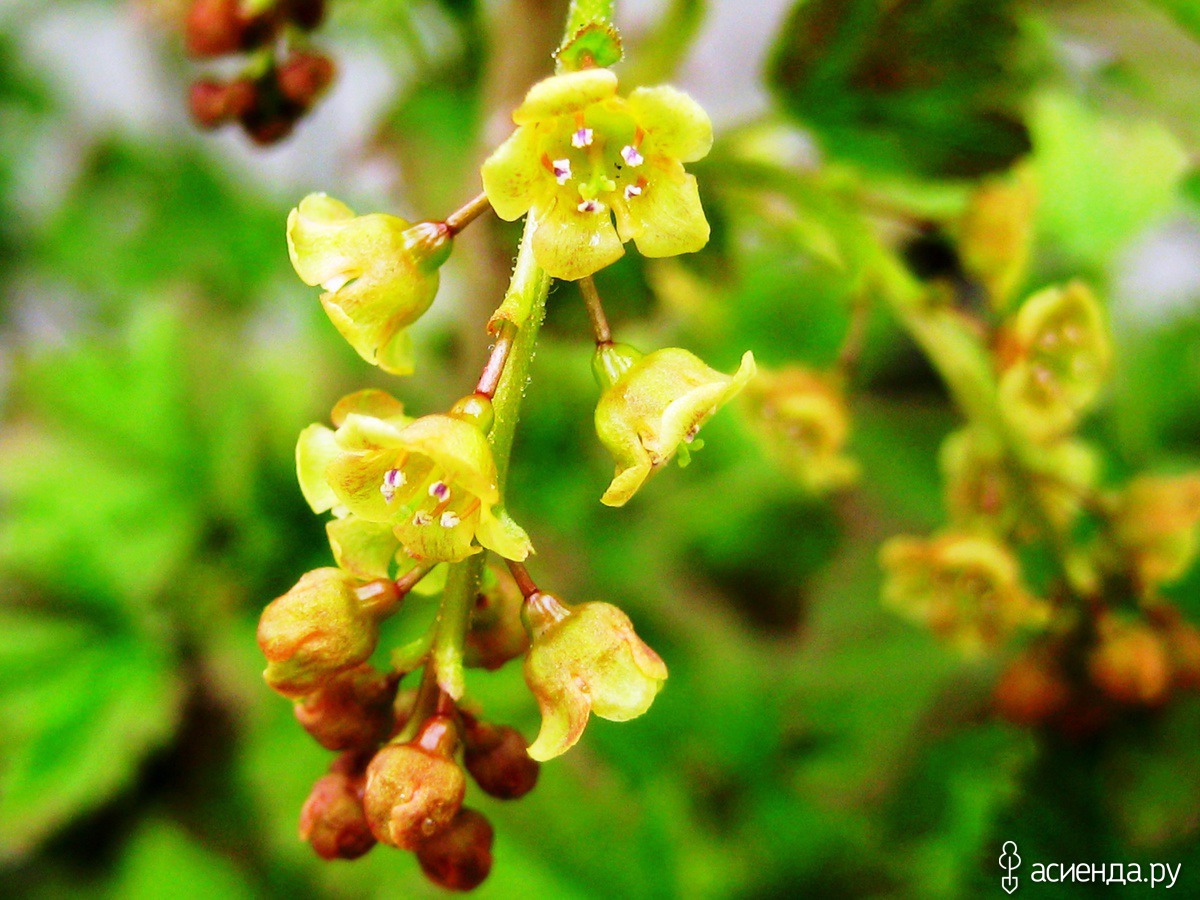 Как цветет смородина фото. Ribes (смородина) Цветущая. Смородина Лучия цветение. Соцветие смородины. Смородина Крымская цветение.