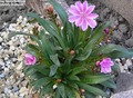  Lewisia longipet 'Little Plum'