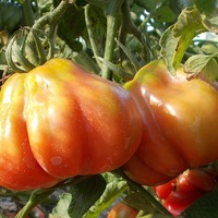 Tlacolula Ribbed  Reisetomate   1.