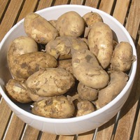 Картофель: как уберечь урожай от фитофторы