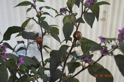 ��� �������. ����� ������