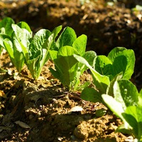 Салат ромэн: запасаемся витаминной зеленью на зиму