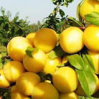 Маринуем алычу. Рецепты разные от «порадую себя, любимую», до бюджетных, но вкусных!