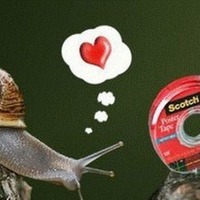 Улитки не медленные. Они просто ценят жизнь.