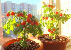 Выращивание томатов на окне