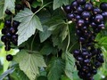 Черная смородина "Дачница"