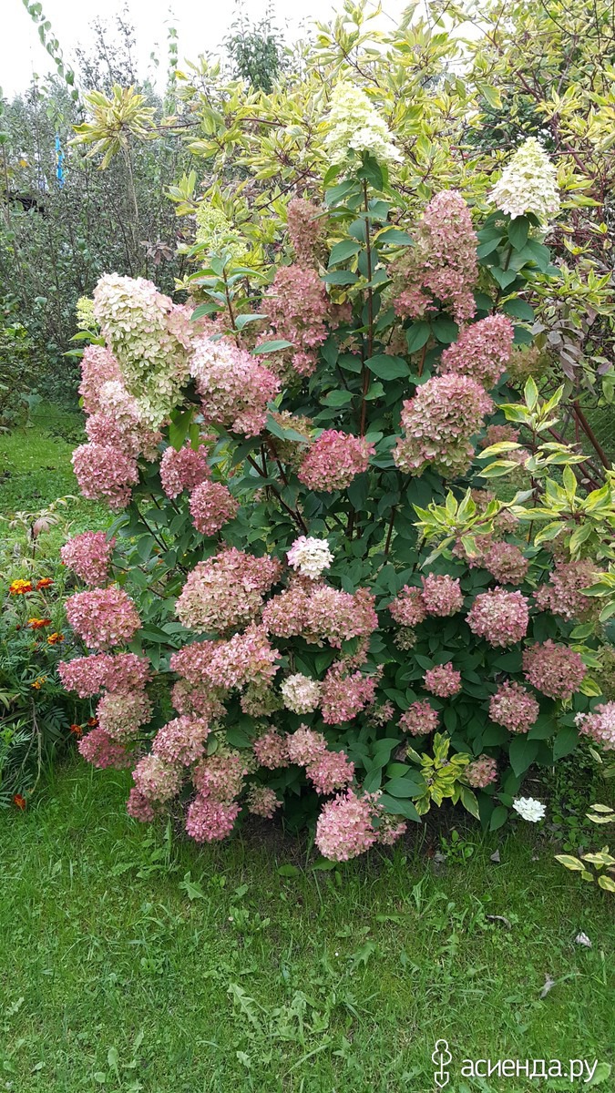 96