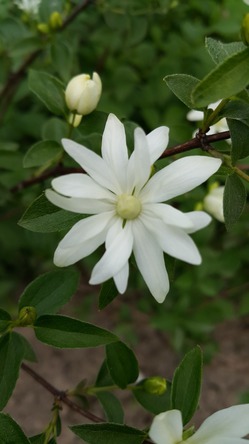 Чубушник (Philadelphus) Ромашка («Romashka»)
