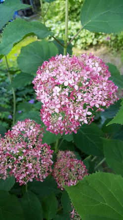 Гортензия древовидная Hydrangea arborescens Invincibelle Spirit (Пинк Аннабель (Pink Annabelle))