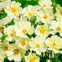 Новые сорта цветов