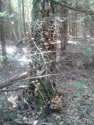 Грибочки