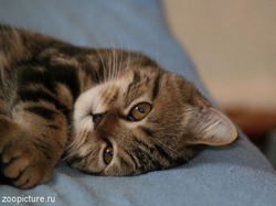 Смешная история про кота