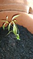 3 стволика из одного семечка