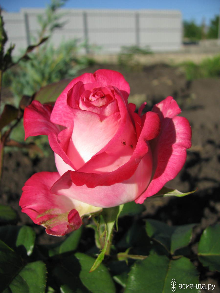 Купить розы русроза. РУСРОЗА розы Тантау. Питомник розы Фокино.