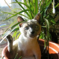 КАК И ГДЕ ОТДЫХАЮТ КОТЫ?