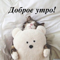 Мудрые мысли кота. С Добрым Утром!!!