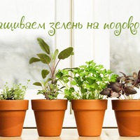 Огородные заботы.
