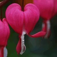 �������� (Dicentra)