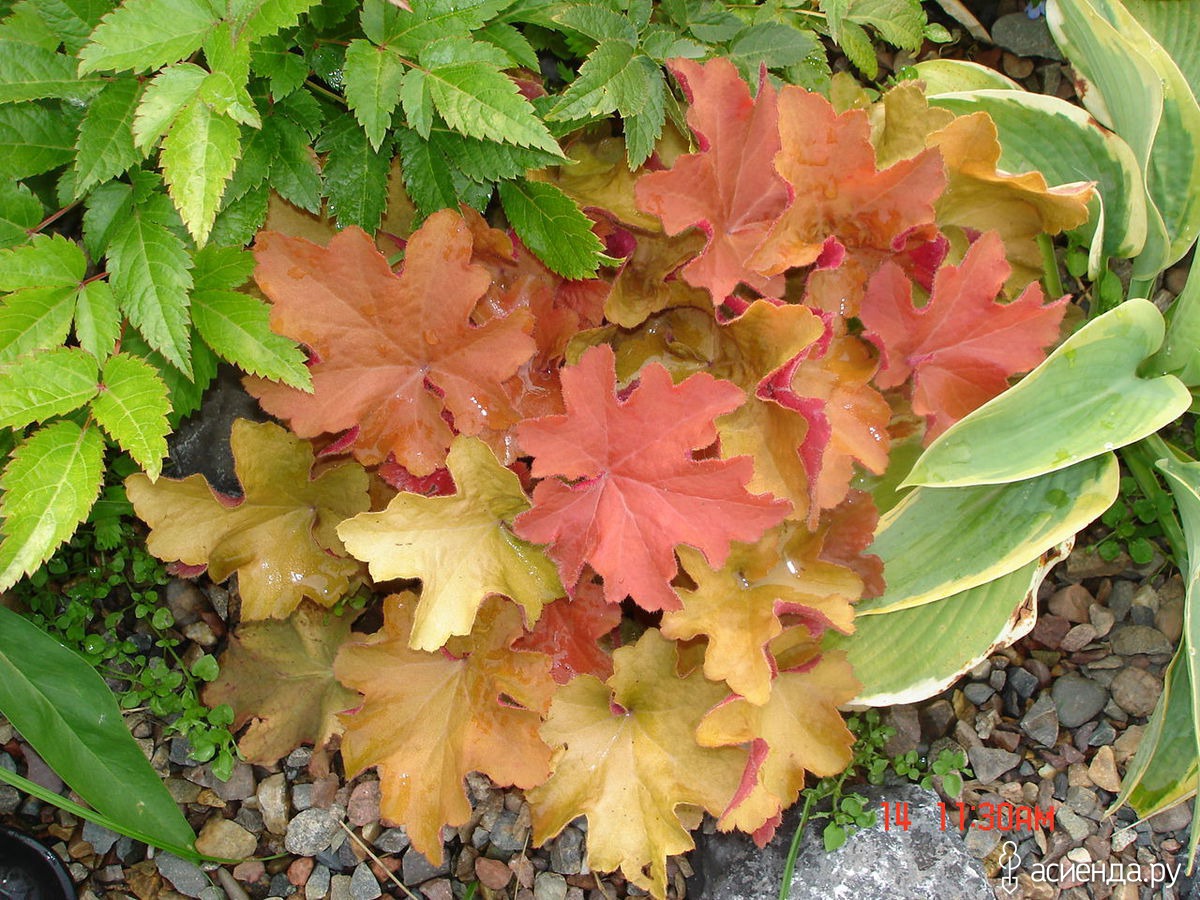 Гейхерелла карамель