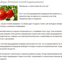 Не буду оригинальной. Помидоры ленивый способ выращивания